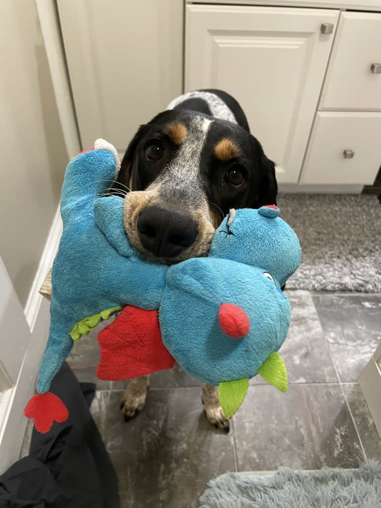 Photo of Bell, a Bluetick Coonhound  in Virginia, USA