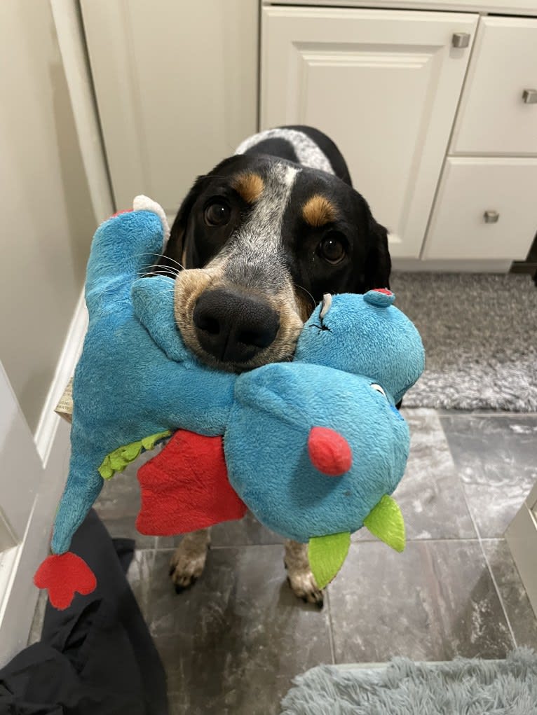 Bell, a Bluetick Coonhound tested with EmbarkVet.com