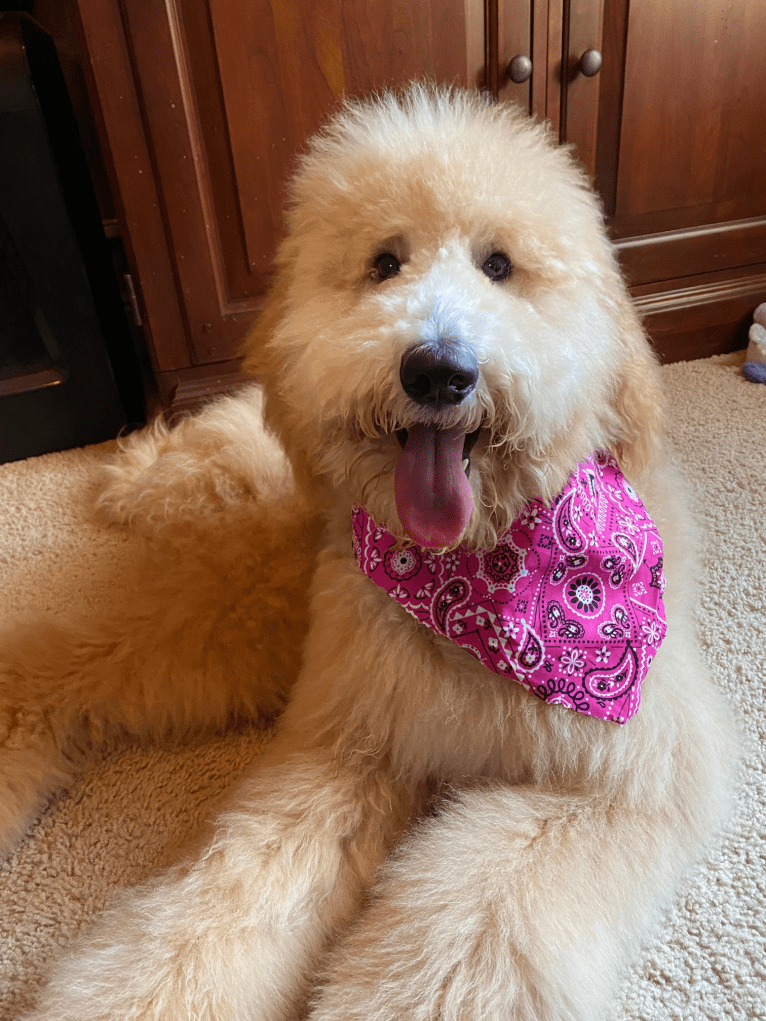 Zoey, a Goldendoodle tested with EmbarkVet.com