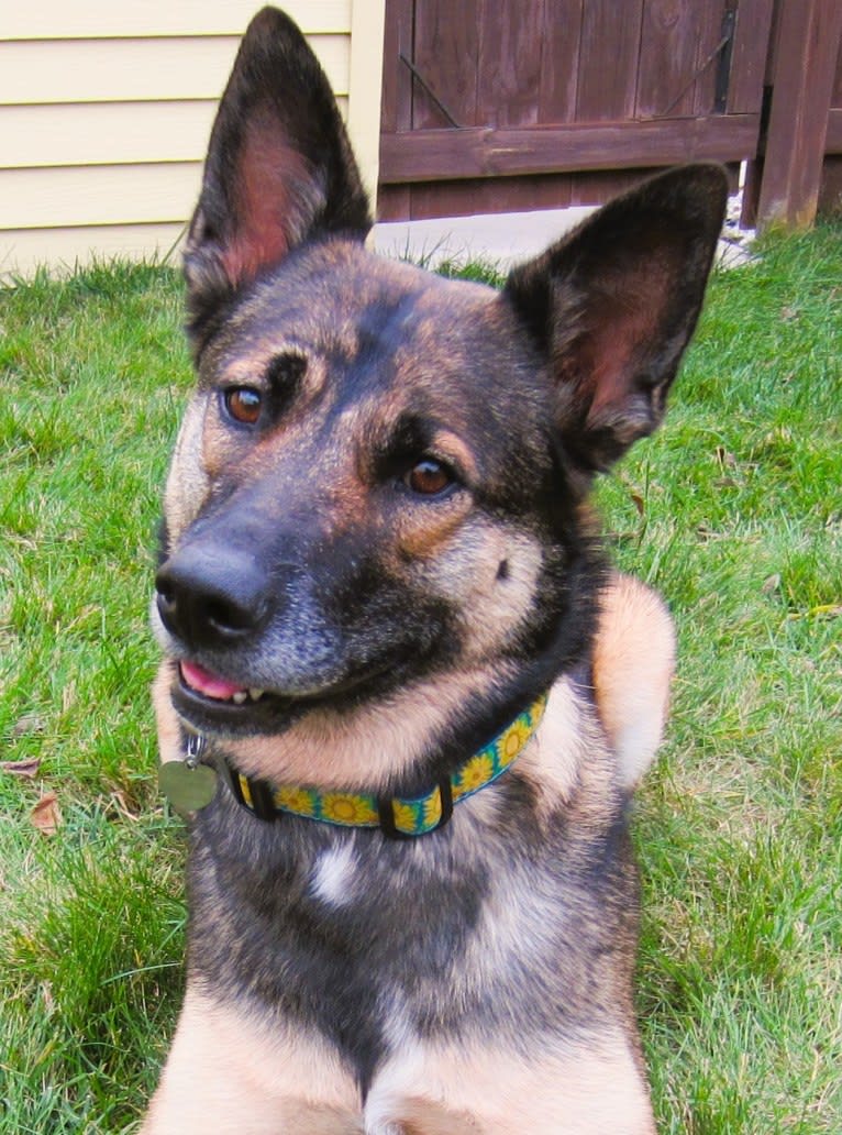 Halo, a Belgian Malinois and Siberian Husky mix tested with EmbarkVet.com