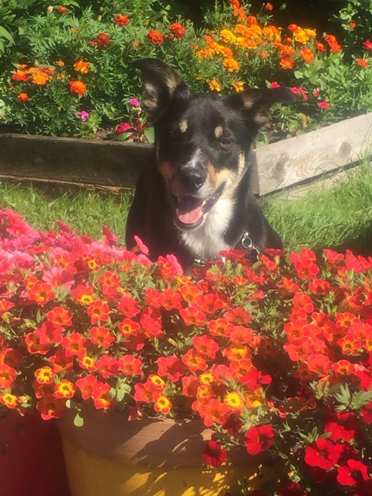 Ollie, a Border Collie tested with EmbarkVet.com