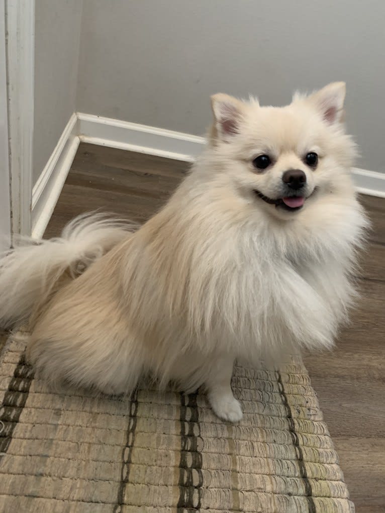 Koda, a Pomeranian tested with EmbarkVet.com