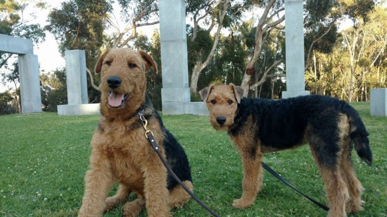 Sasha, an Airedale Terrier tested with EmbarkVet.com