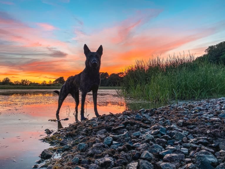 Rogue, a Dutch Shepherd tested with EmbarkVet.com