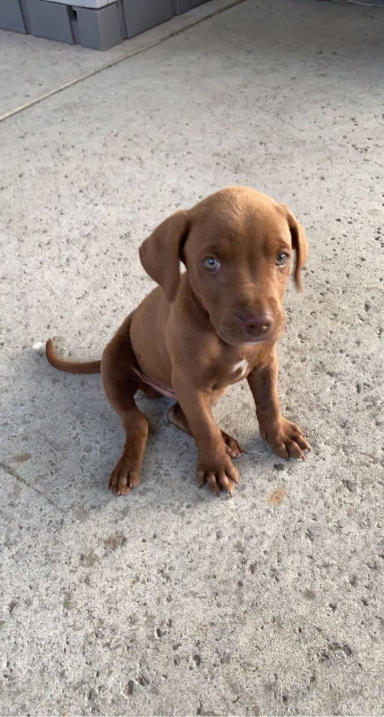 Kingston, a Weimaraner and Labrador Retriever mix tested with EmbarkVet.com