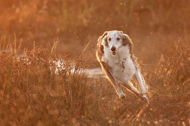 D'Artagnan, a Silken Windhound tested with EmbarkVet.com