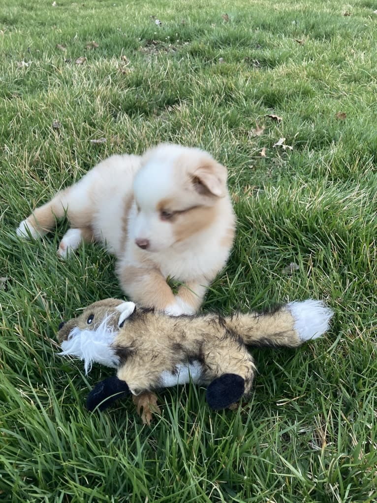 Laika, an Australian Shepherd tested with EmbarkVet.com