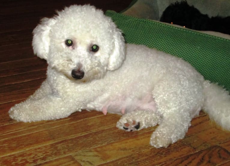 Miss Tress Petite Joie, a Bichon Frise tested with EmbarkVet.com