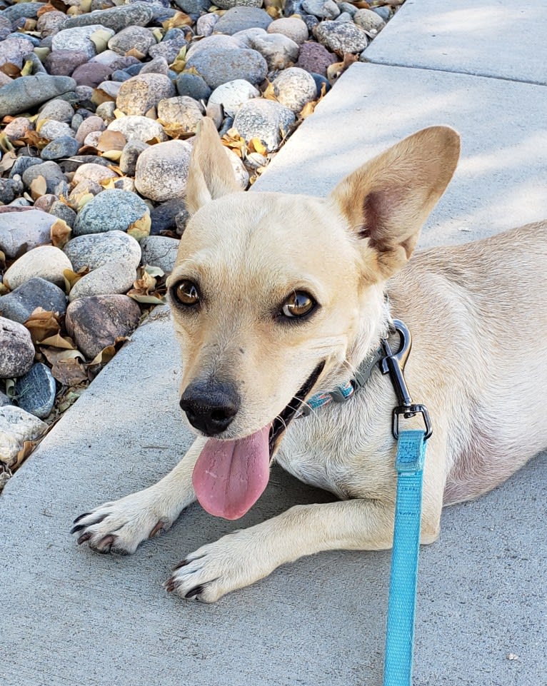 Swivel, a Chihuahua and Poodle (Small) mix tested with EmbarkVet.com