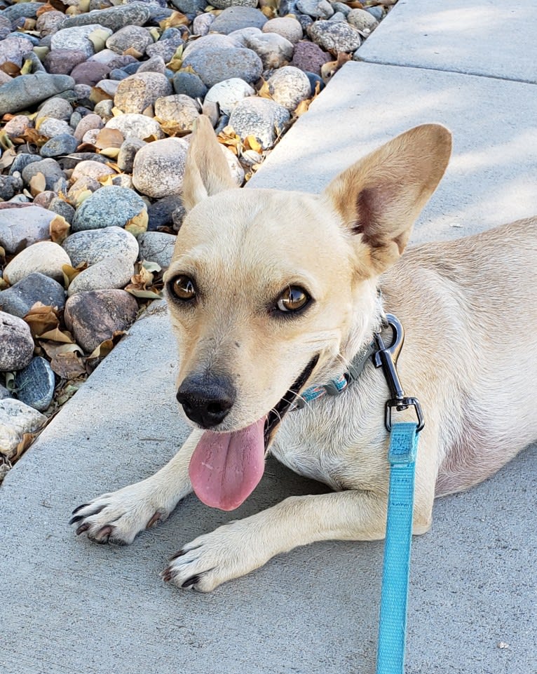 Swivel, a Chihuahua and Poodle (Small) mix tested with EmbarkVet.com