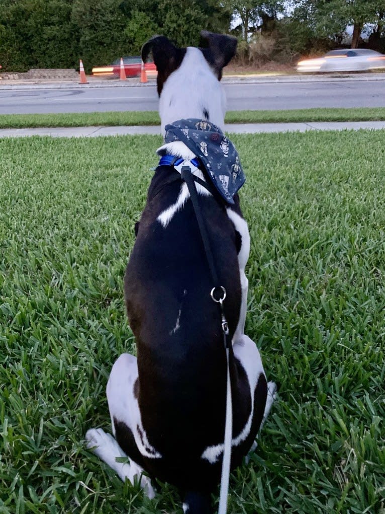 Digby Naruhito, Crown Prince of Galt, an American Pit Bull Terrier and Collie mix tested with EmbarkVet.com