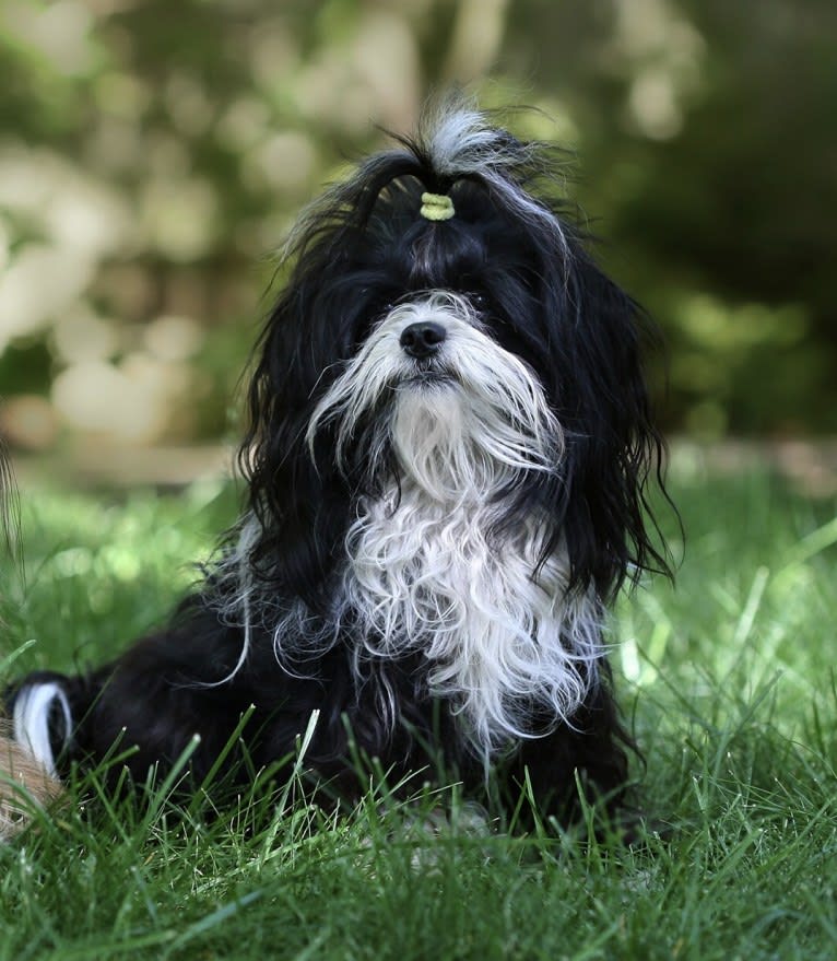 Bingo, a Chihuahua and Shih Tzu mix tested with EmbarkVet.com