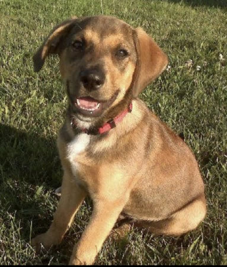 Phil, a Mountain Cur and Australian Cattle Dog mix tested with EmbarkVet.com