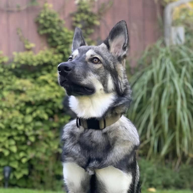 Meeko, a Czechoslovakian Vlcak and Siberian Husky mix tested with EmbarkVet.com