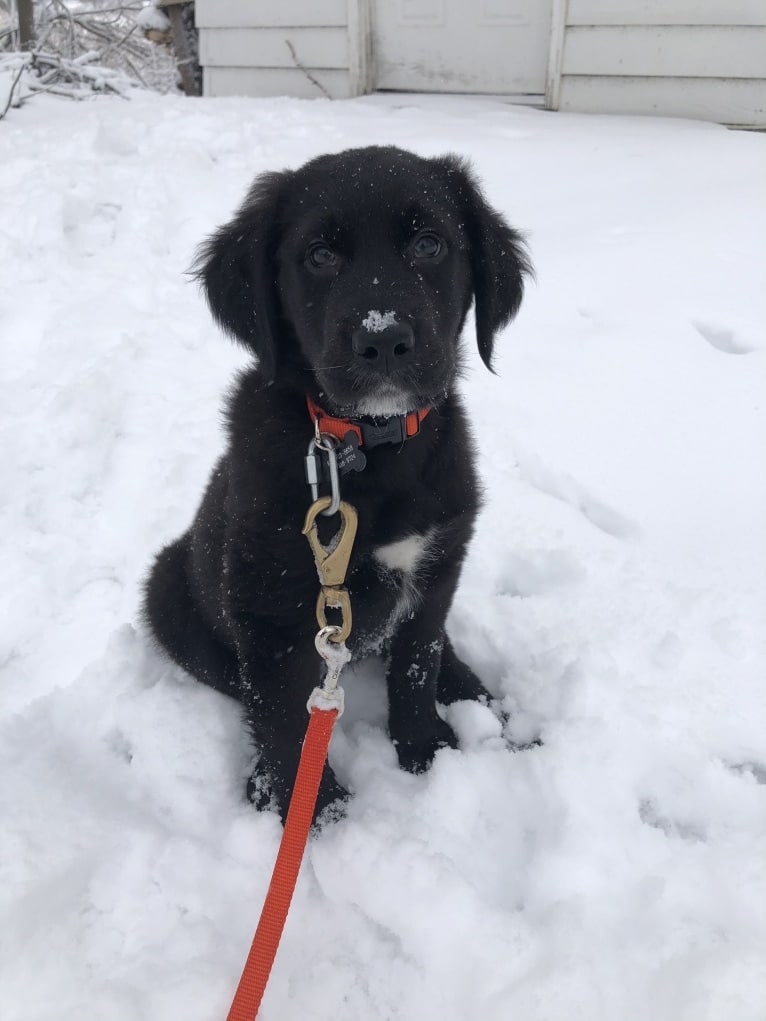 Conway, a Golden Retriever and Great Pyrenees mix tested with EmbarkVet.com