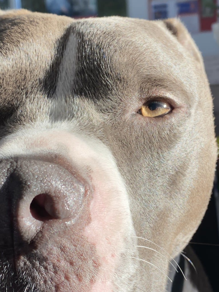 MaSiWei, an American Bully tested with EmbarkVet.com