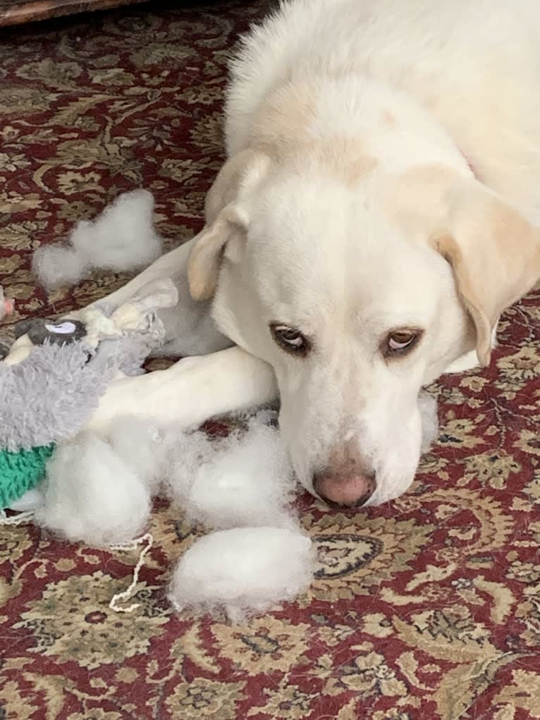 Brutus, a Great Pyrenees and Mountain Cur mix tested with EmbarkVet.com