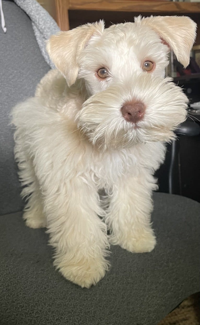 Piotr, a Miniature Schnauzer tested with EmbarkVet.com