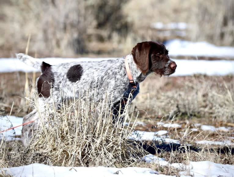 Sadie, a German Wirehaired Pointer tested with EmbarkVet.com