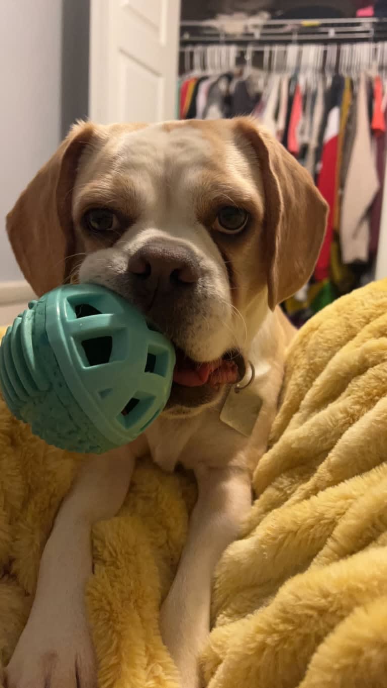 Honey, a Puggle tested with EmbarkVet.com