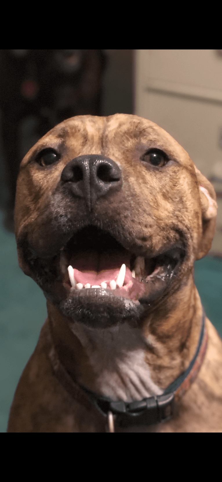 Hank, an American Pit Bull Terrier and American Bulldog mix tested with EmbarkVet.com