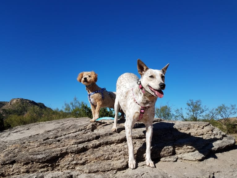 Bella, an Australian Cattle Dog and Catahoula Leopard Dog mix tested with EmbarkVet.com