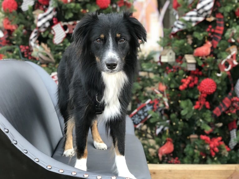 Gala, an Australian Shepherd tested with EmbarkVet.com