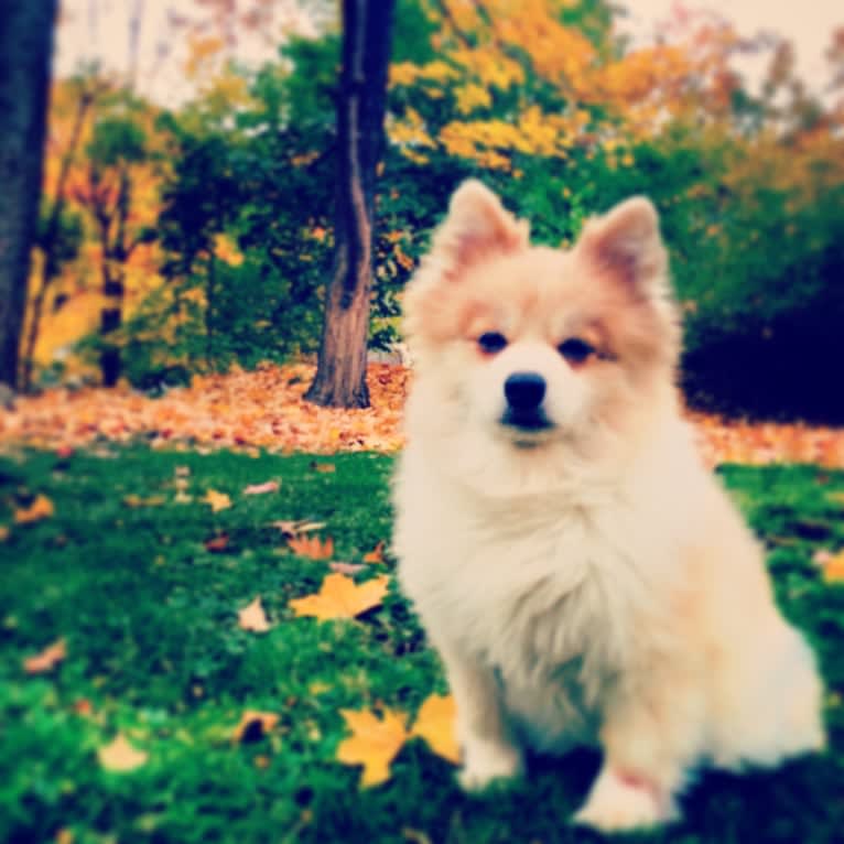 Techno, a Pomeranian tested with EmbarkVet.com