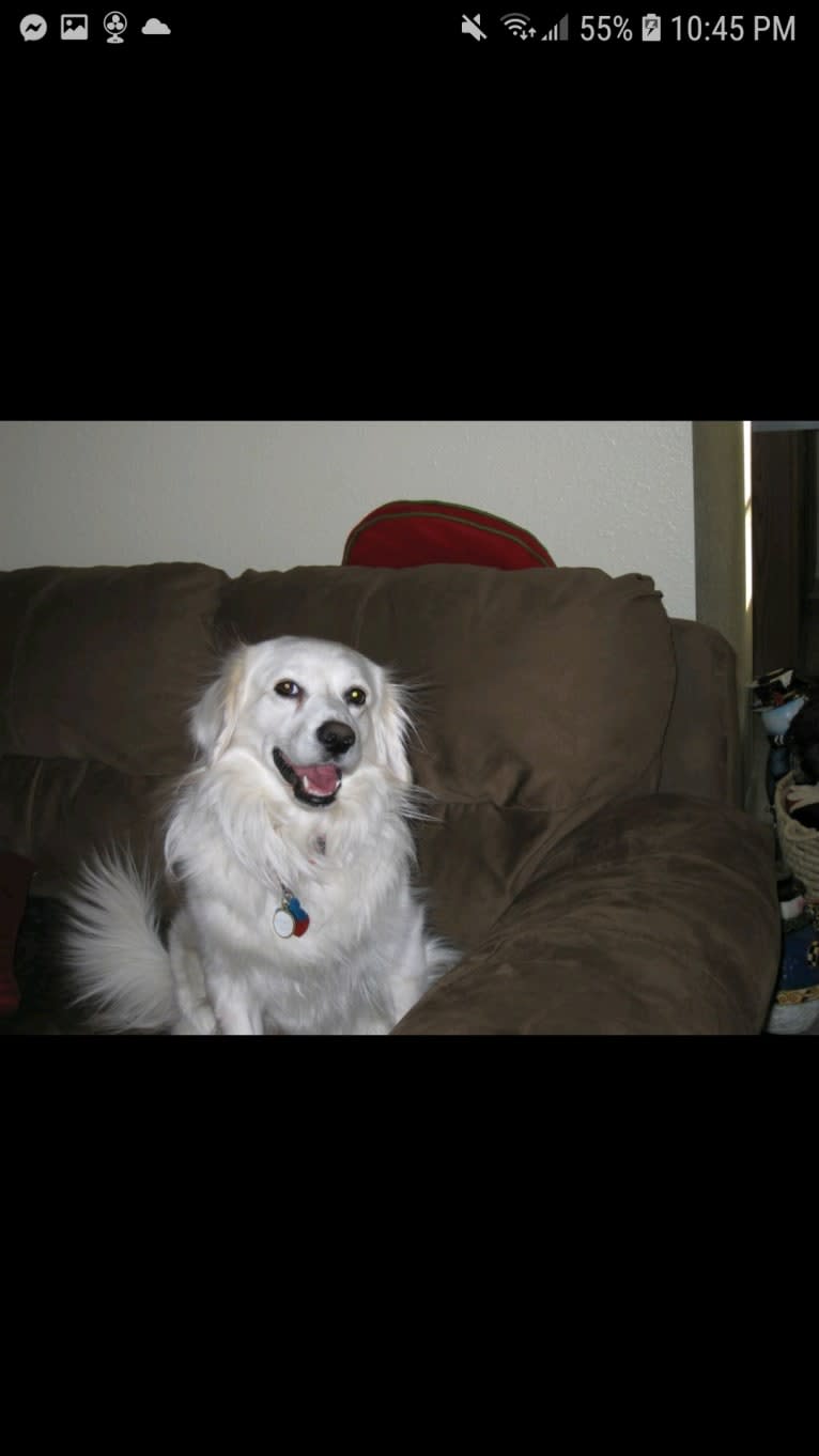 Peaty, an American Eskimo Dog and Cocker Spaniel mix tested with EmbarkVet.com