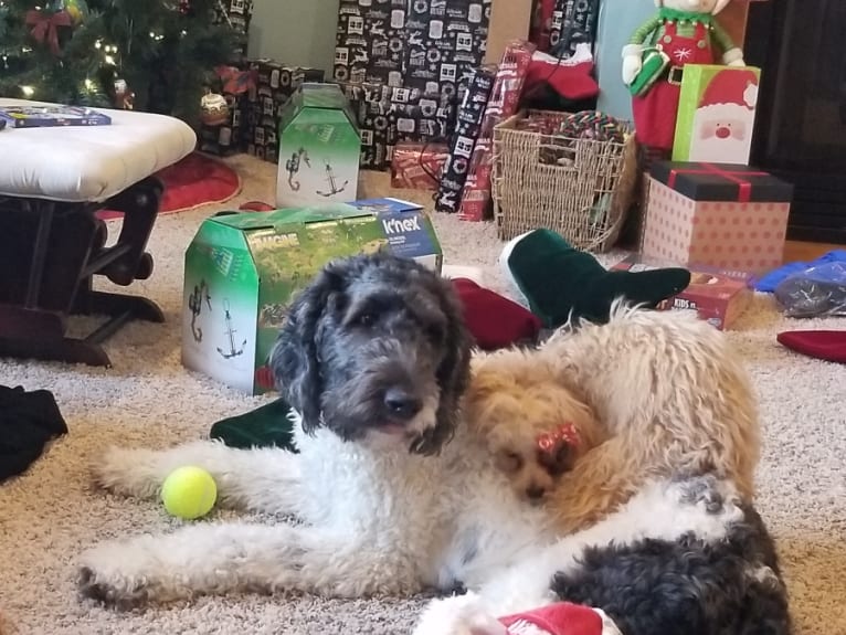 Nani, a Goldendoodle tested with EmbarkVet.com