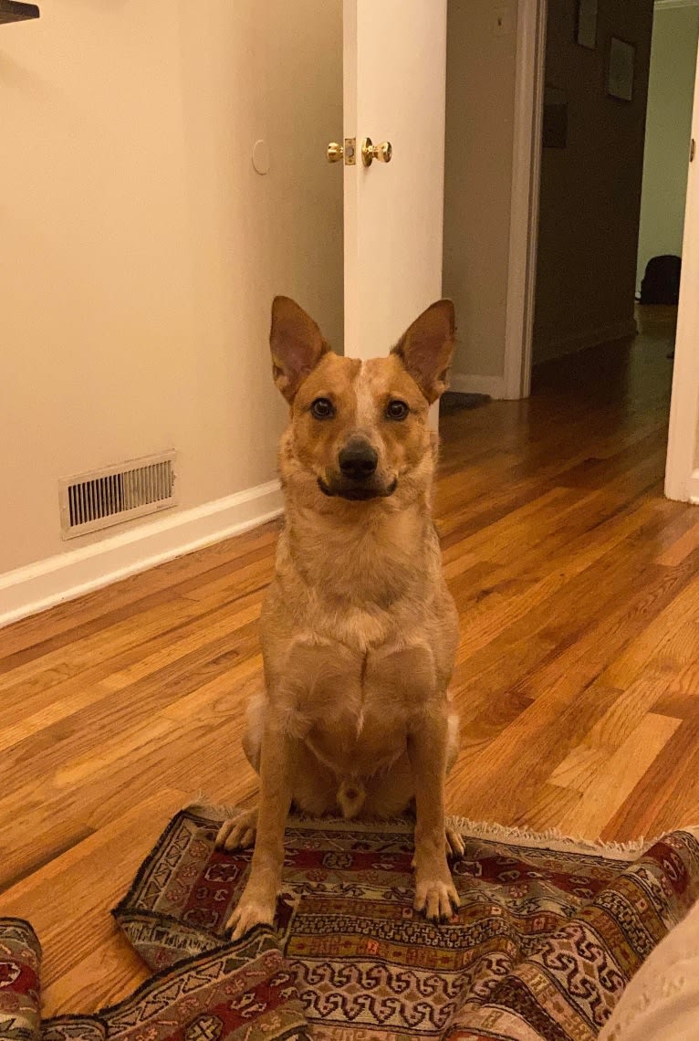 Melvin, an Australian Cattle Dog tested with EmbarkVet.com