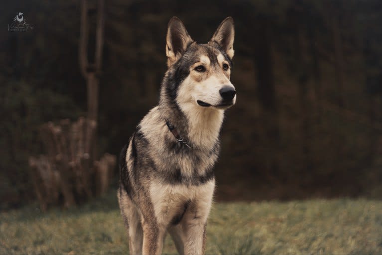 Oberon Wakanda Tachunga, a Saarloos Wolfdog tested with EmbarkVet.com