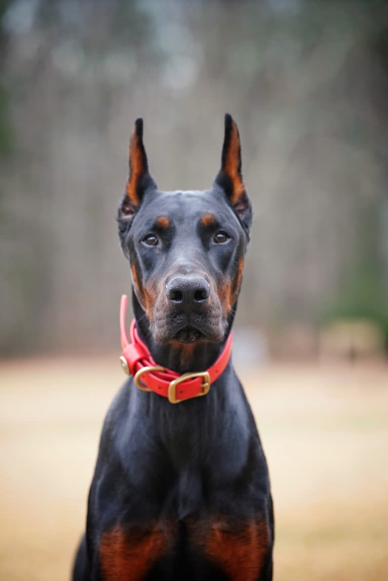 Duke, a Doberman Pinscher tested with EmbarkVet.com