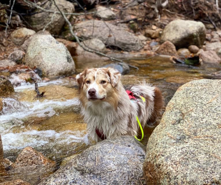 Neville, an Australian Shepherd tested with EmbarkVet.com