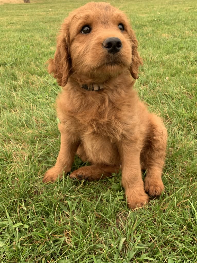 Gray Collar, a Goldendoodle tested with EmbarkVet.com