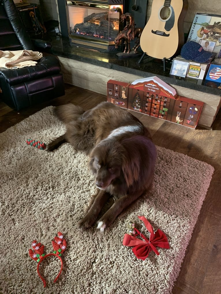 Rosey, a Newfoundland and Siberian Husky mix tested with EmbarkVet.com