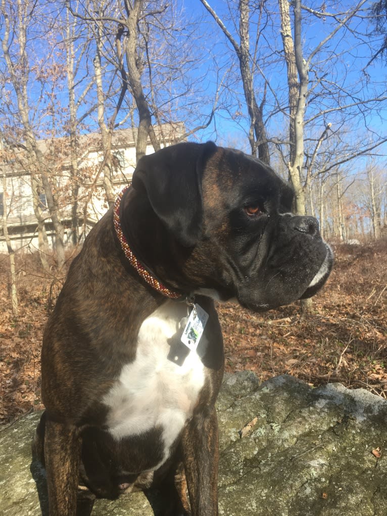 Murray, a Boxer tested with EmbarkVet.com