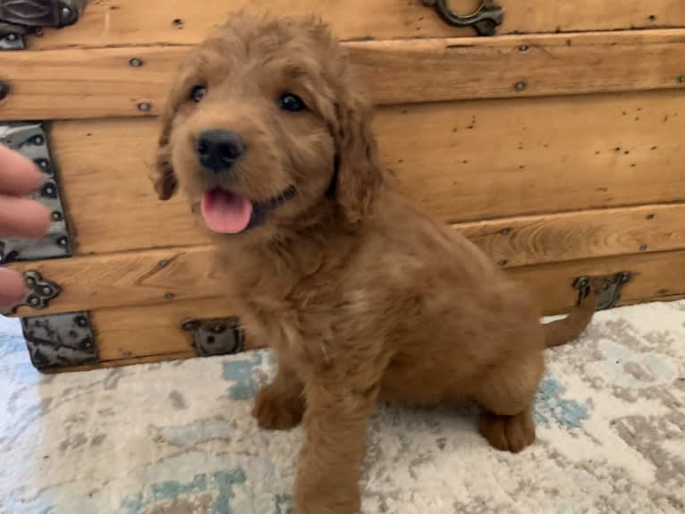 Gray Collar, a Goldendoodle tested with EmbarkVet.com