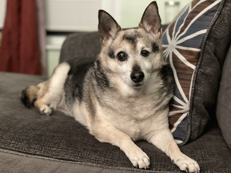 Midge, a Chihuahua and Australian Shepherd mix tested with EmbarkVet.com