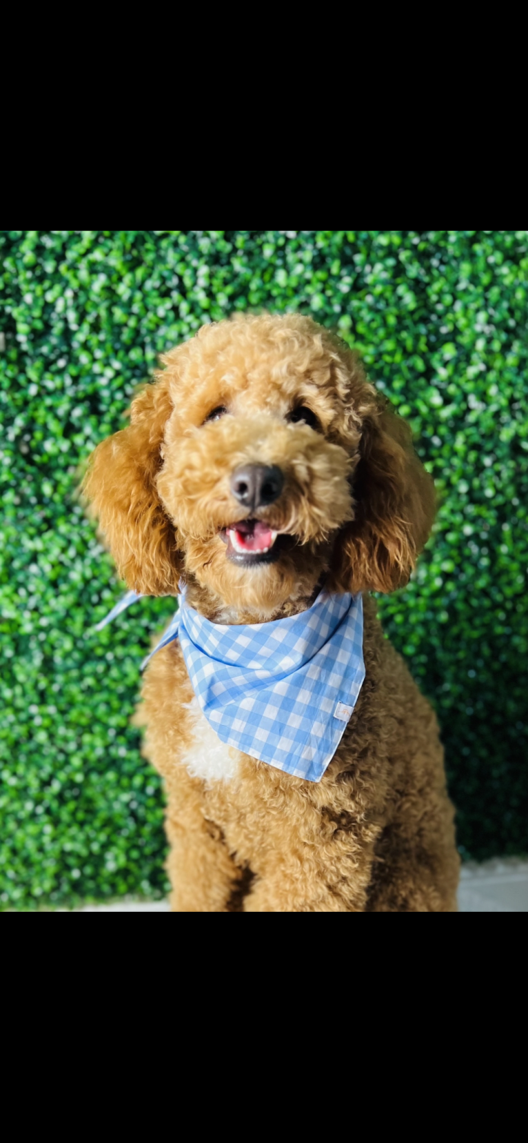 Mac Daddy, a Poodle tested with EmbarkVet.com
