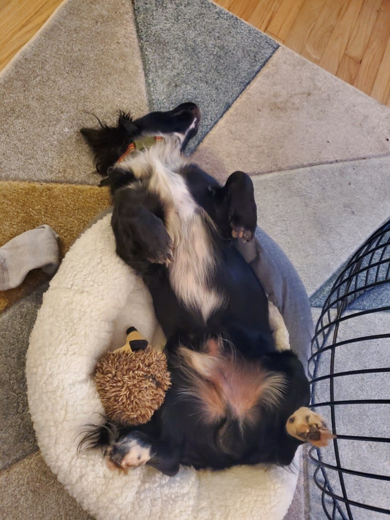 Roscoe, a Dachshund and Labrador Retriever mix tested with EmbarkVet.com