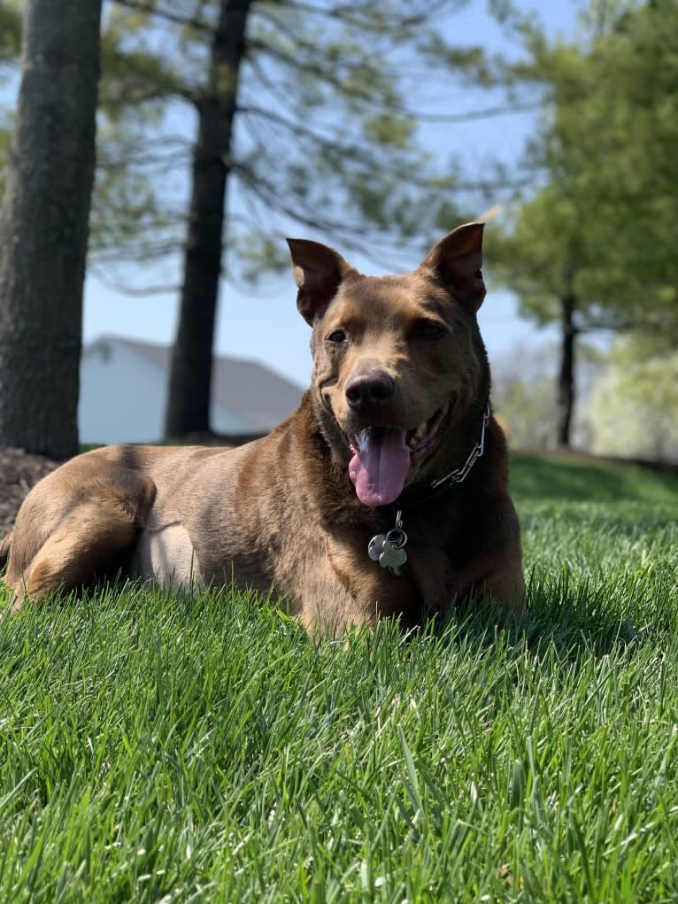 Photo of Hunter, a Staffordshire Terrier and German Shepherd Dog mix in Farmington, Missouri, USA
