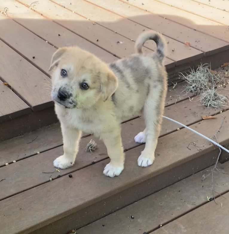 Louise, a Great Pyrenees and American Pit Bull Terrier mix tested with EmbarkVet.com