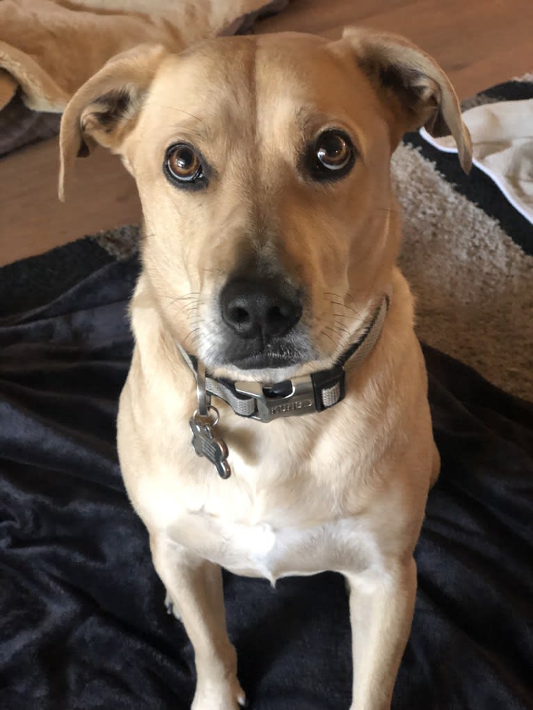 Cooper, an American Staffordshire Terrier and Poodle (Small) mix tested with EmbarkVet.com