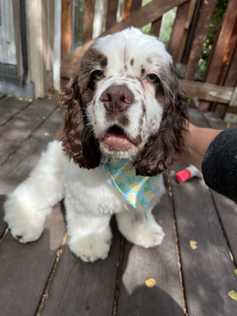 Stanley, a Cocker Spaniel tested with EmbarkVet.com