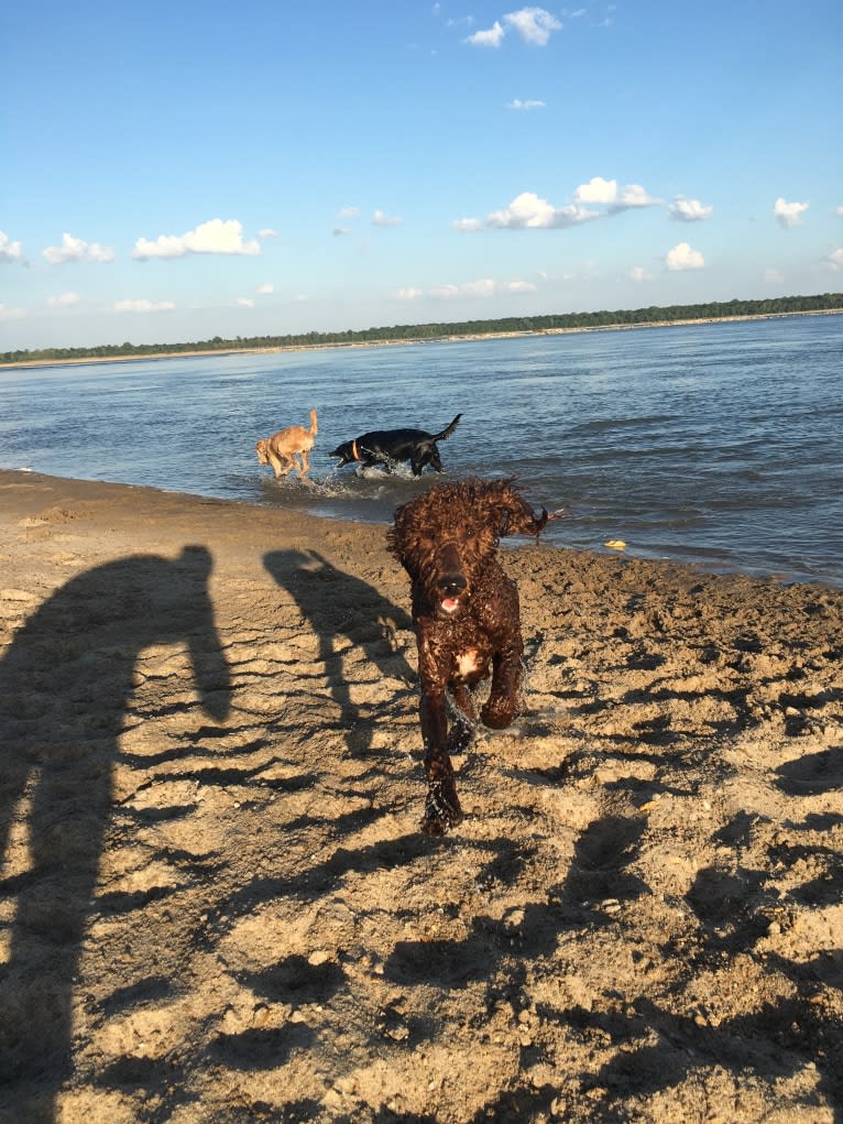 Rowdy, a Poodle (Standard) tested with EmbarkVet.com