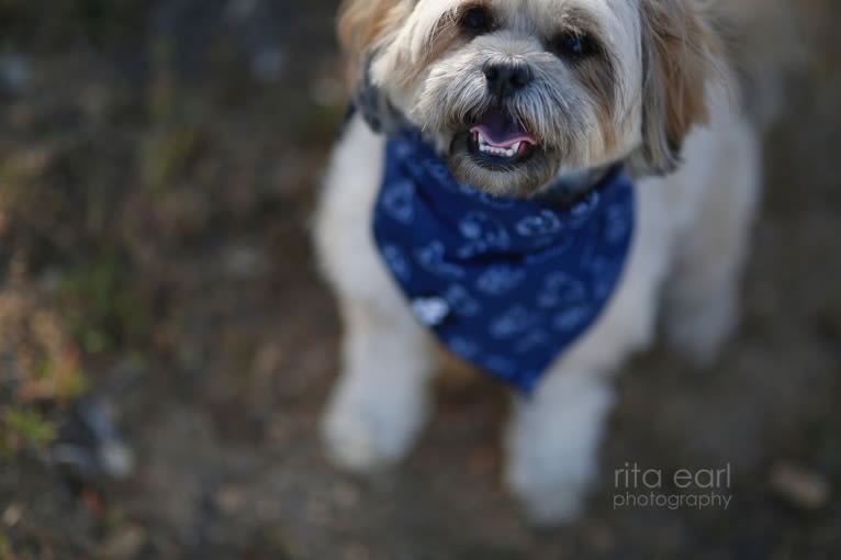 Mochi, a Shih Tzu and Poodle (Small) mix tested with EmbarkVet.com