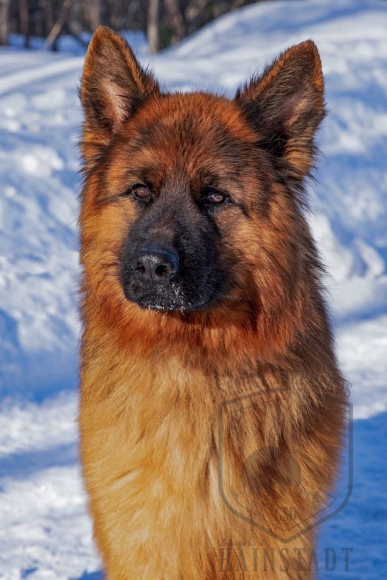 Pyro, a German Shepherd Dog tested with EmbarkVet.com