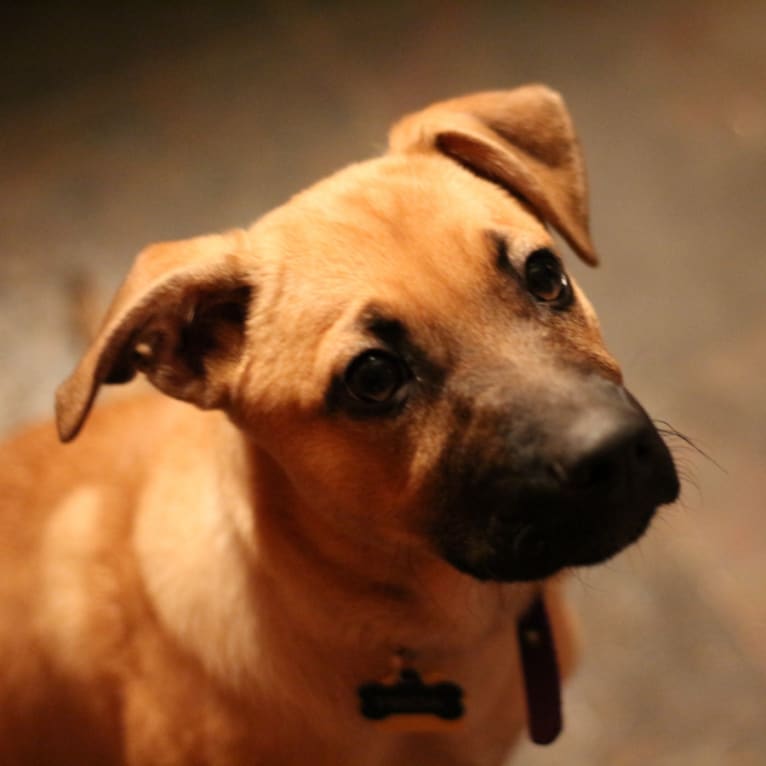 Frida, a German Shepherd Dog and Staffordshire Terrier mix tested with EmbarkVet.com