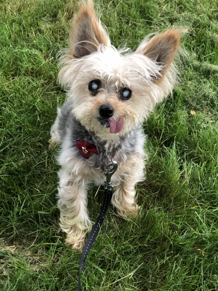 Mookles, a Yorkshire Terrier and Poodle (Small) mix tested with EmbarkVet.com